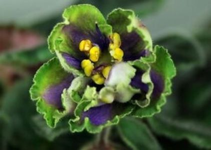 AV Kuporos - Violete