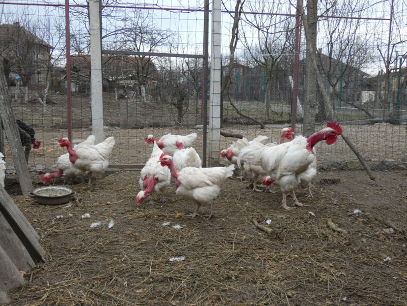 P1050475 - Matca 2020