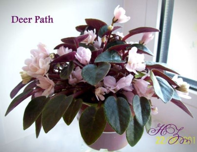  - AAA Violete africane comerciale