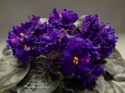 Chanson - Violete