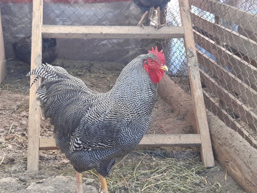  - DE VANZARE OUA DE PLYMOUTH ROCK BARAT