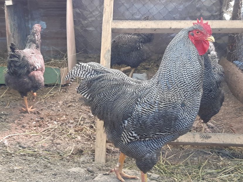  - DE VANZARE OUA DE PLYMOUTH ROCK BARAT