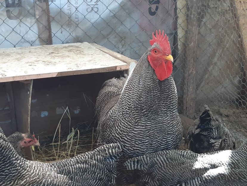  - DE VANZARE OUA DE PLYMOUTH ROCK BARAT