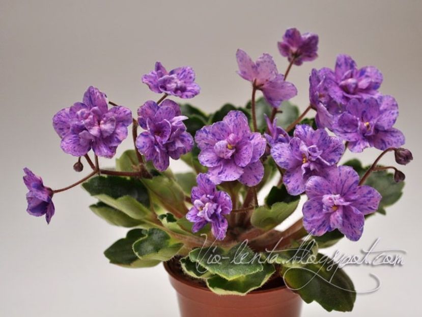 Milady - Violete
