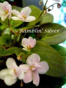 Ramblin Silver - A MT