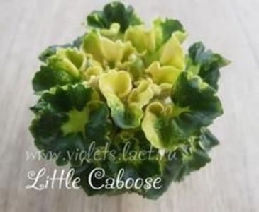 Little Caboose - Violete