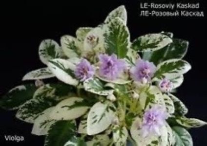 LE Rosoviy Kaskad - Violete
