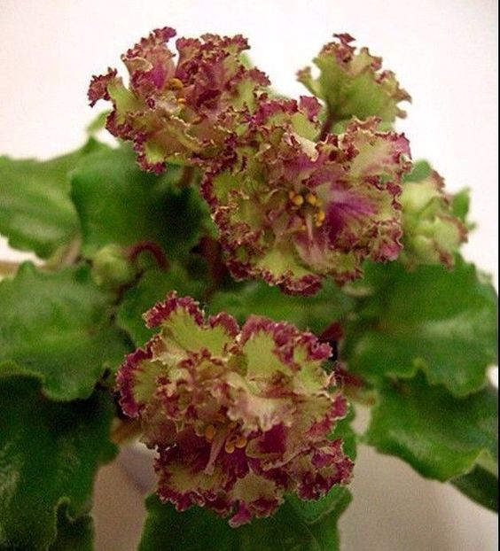 Allegro Pink Pistachio - Violete