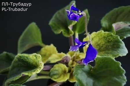 PL Trubadur - Violete