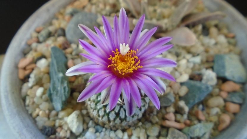 Turbinicarpus pseudopectinatus - Cactusi 2020 evolutie