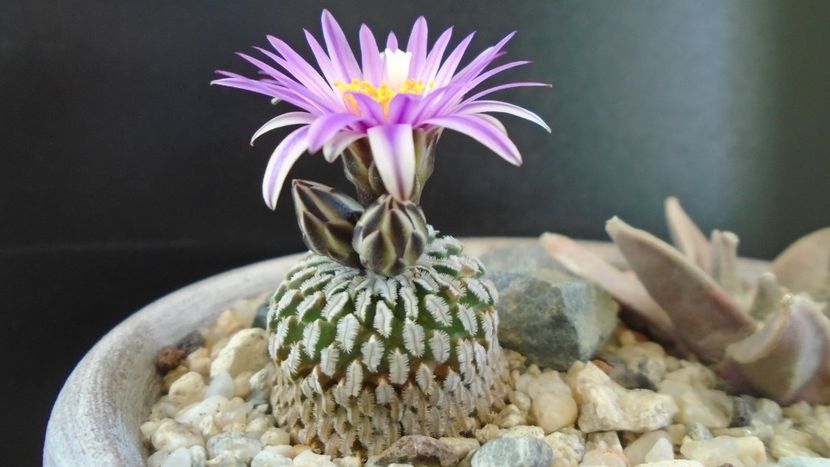 Turbinicarpus pseudopectinatus - Cactusi 2020 evolutie