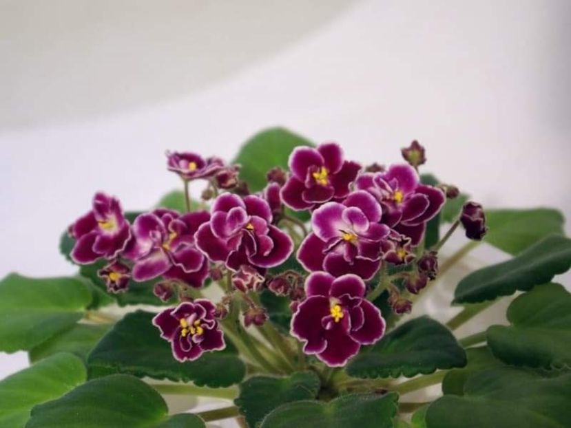 Poza net - Mac s Glacial Grape