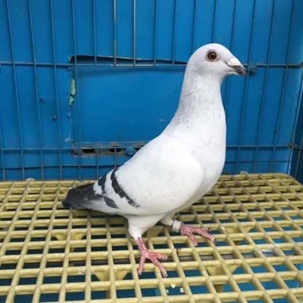  - NU AMI APARTIN 2020