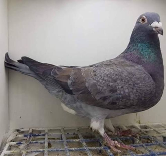  - NU AMI APARTIN 2020