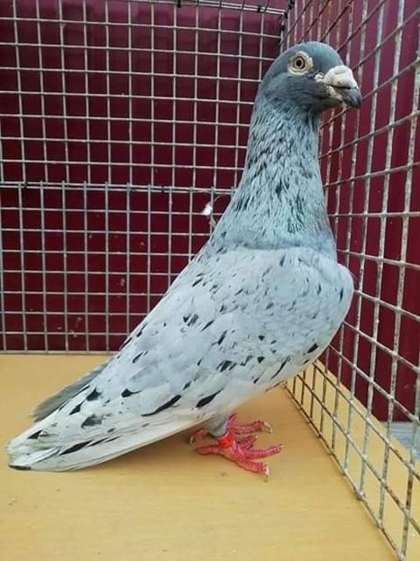  - NU AMI APARTIN 2020