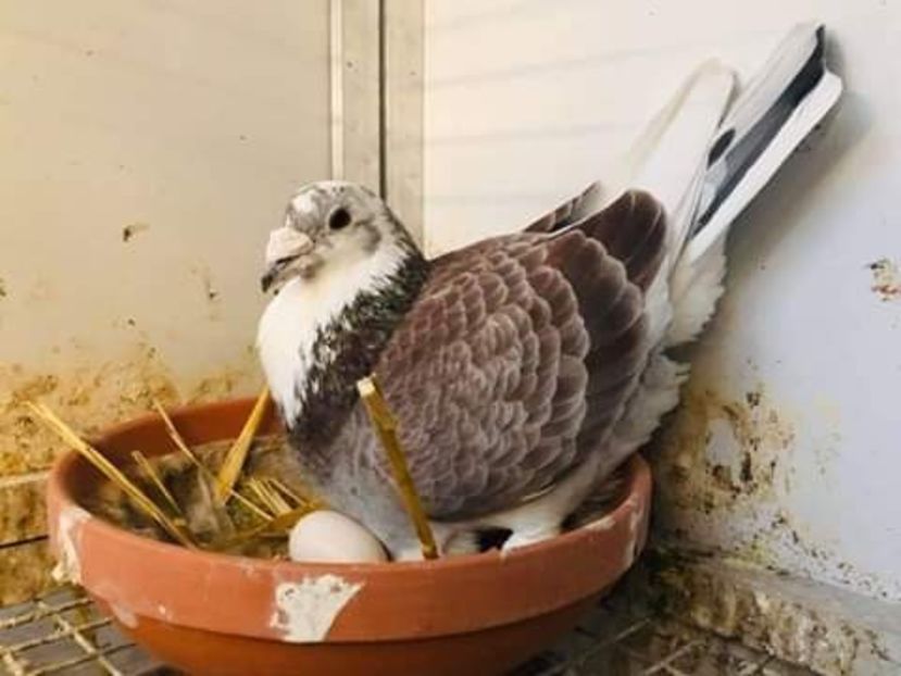  - NU AMI APARTIN 2020