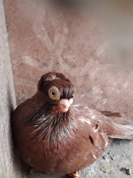  - jucatori constanta pana simpla