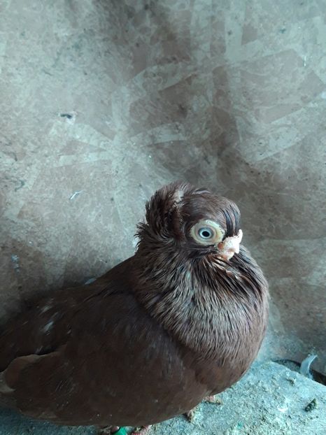  - jucatori constanta pana simpla