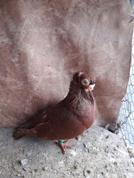  - jucatori constanta pana simpla