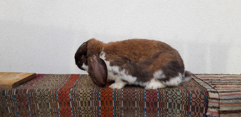 1.03.2020 - Femela berbec german thuningen-mantulat