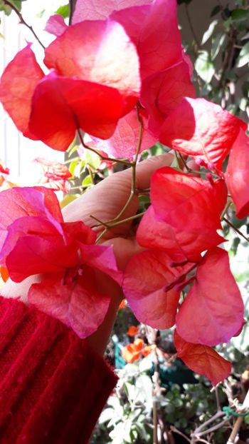  - Bougainvillea 2019-2020