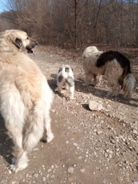  - ciobanesc mioritic