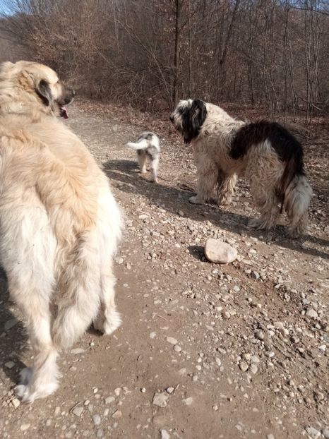  - ciobanesc mioritic