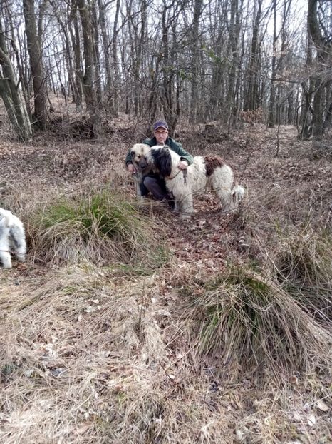  - ciobanesc mioritic