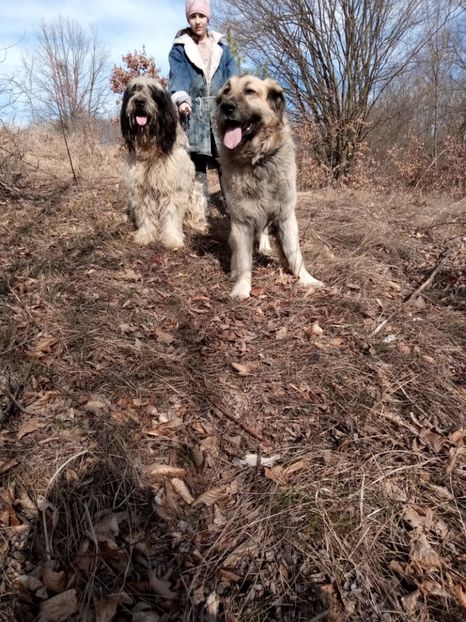  - ciobanesc mioritic