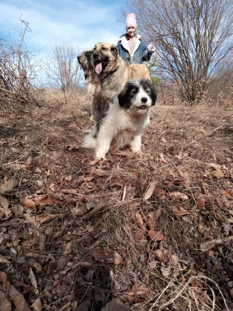  - ciobanesc mioritic