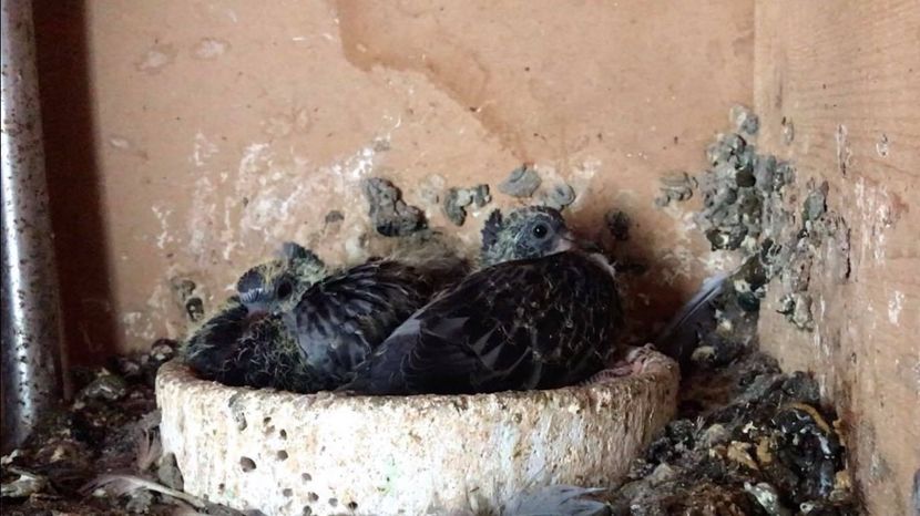 B17F0628-215A-4259-9F33-0C8A74772E42 - Pui Zburator Beograd