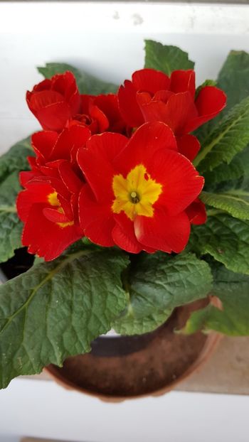 Primula 2020 - florii