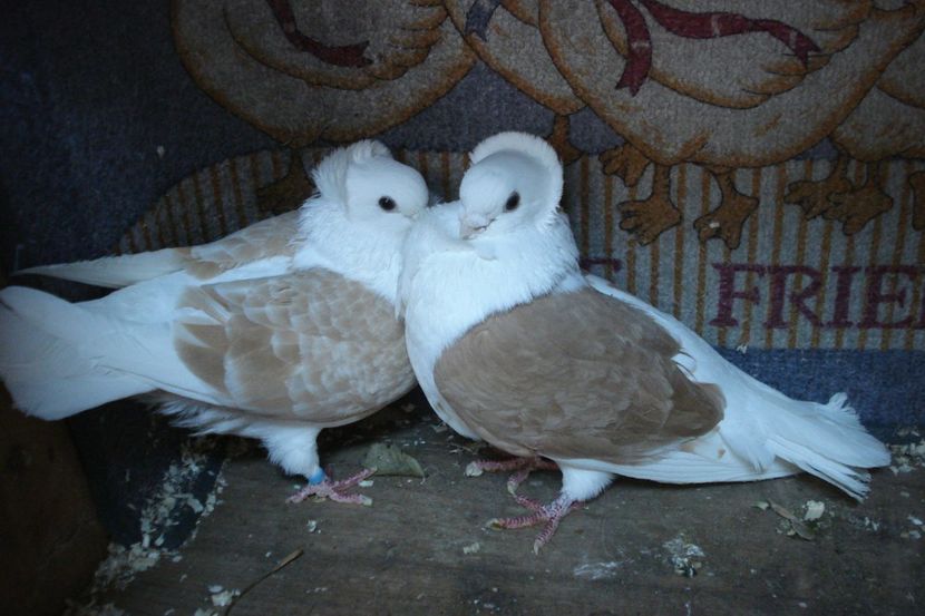 per 18 - perechile 2020