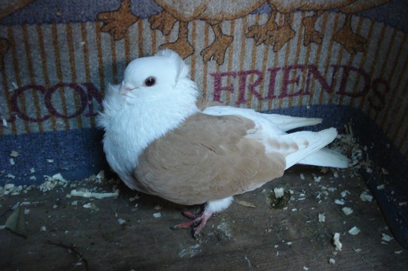 fem 19 - perechile 2020