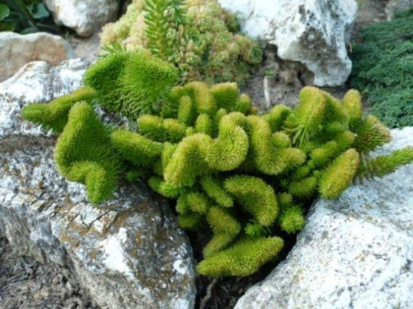 Sedum reflexum var. cristatum - Vise-Dorinte