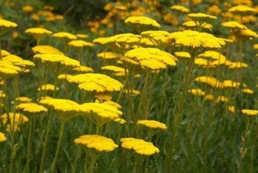 achillea var. filipendulina - Vise-Dorinte