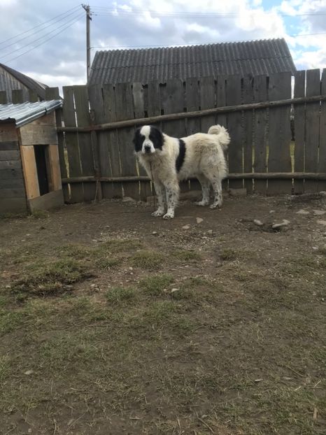 DE7A762D-5317-493A-B532-538D67DC4566 - aa De vanzare mascul CRB 2 ani 0748330506