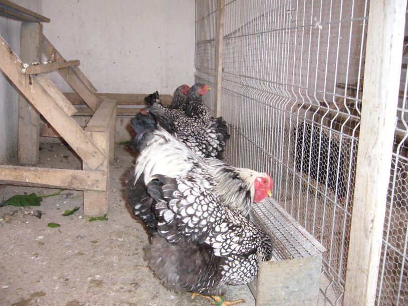 P1050295 - gaini wiandotte argintiu2020