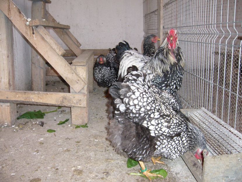 P1050297 - gaini wiandotte argintiu2020