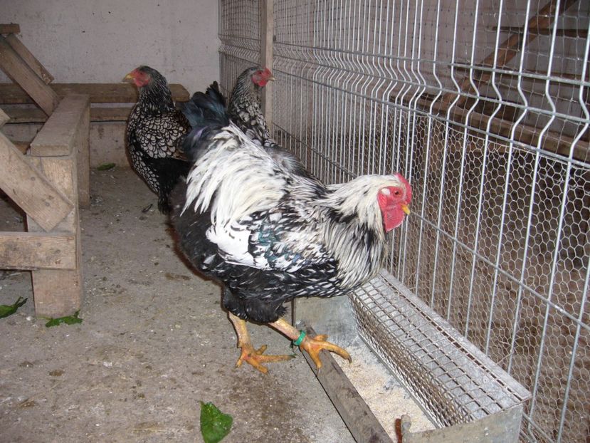 P1050299 - gaini wiandotte argintiu2020