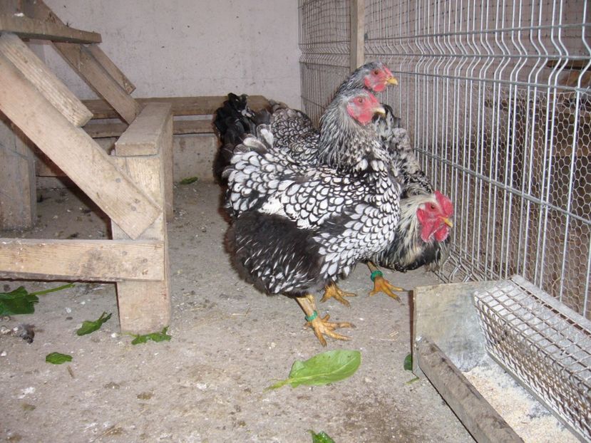 P1050300 - gaini wiandotte argintiu2020