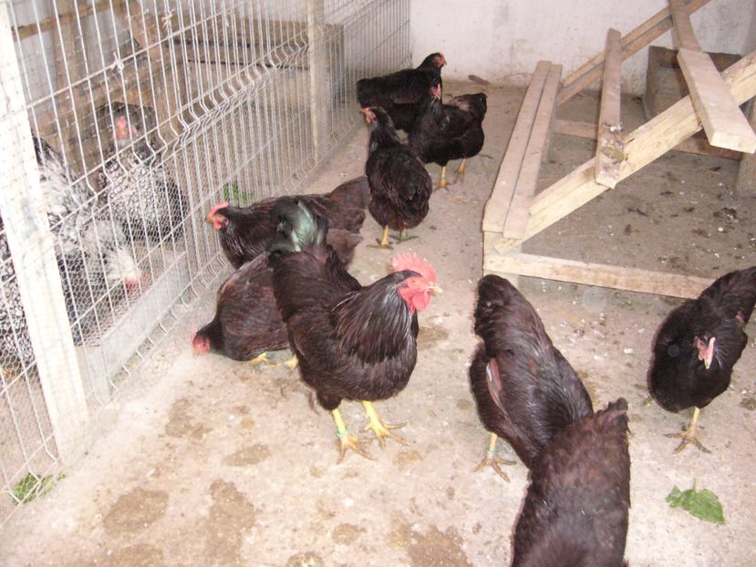 P1050305 - gaini rode island 2020