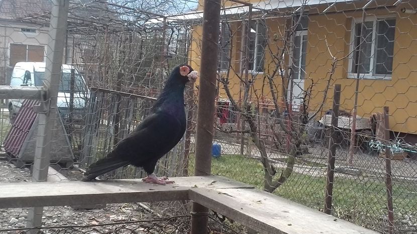 Mascul2018 - Lot 2020