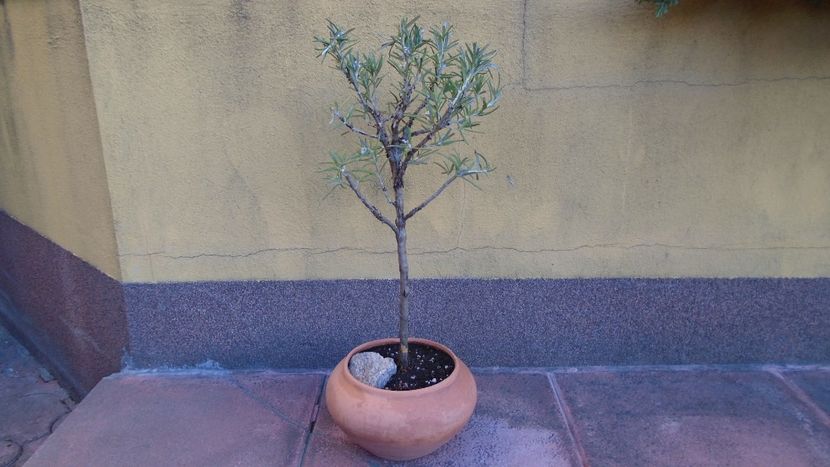 Rozmarin (Rosmarinus officinalis) - Bonsai si prebonsai 2018-2020