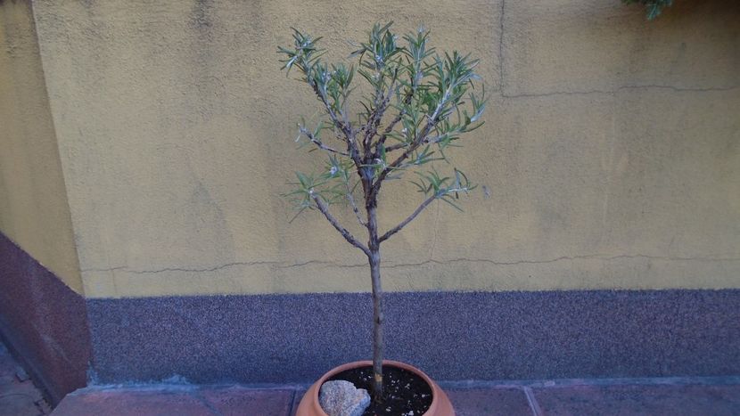 Rozmarin (Rosmarinus officinalis) - Bonsai si prebonsai 2018-2020