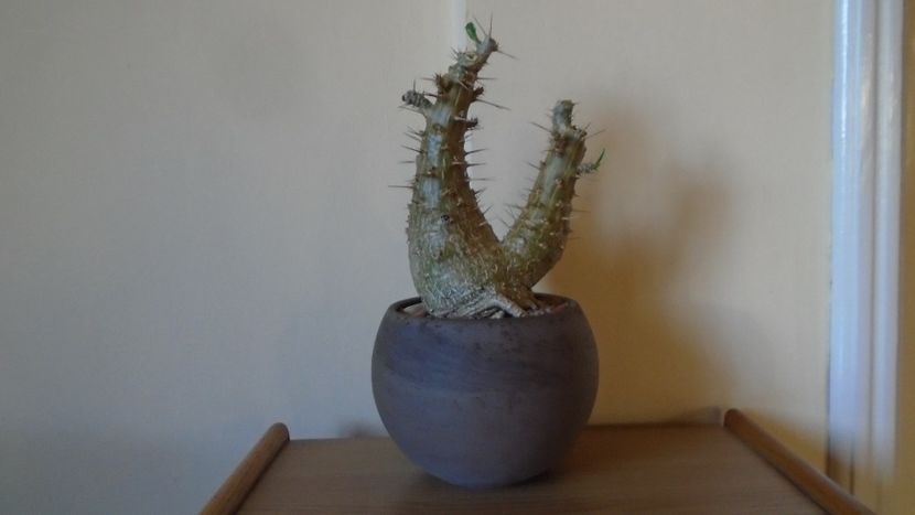 Pachypodium lealii ssp. saundersii, inceput de vegetatie - Caudiciforme - pachycaule si bulboase 2020