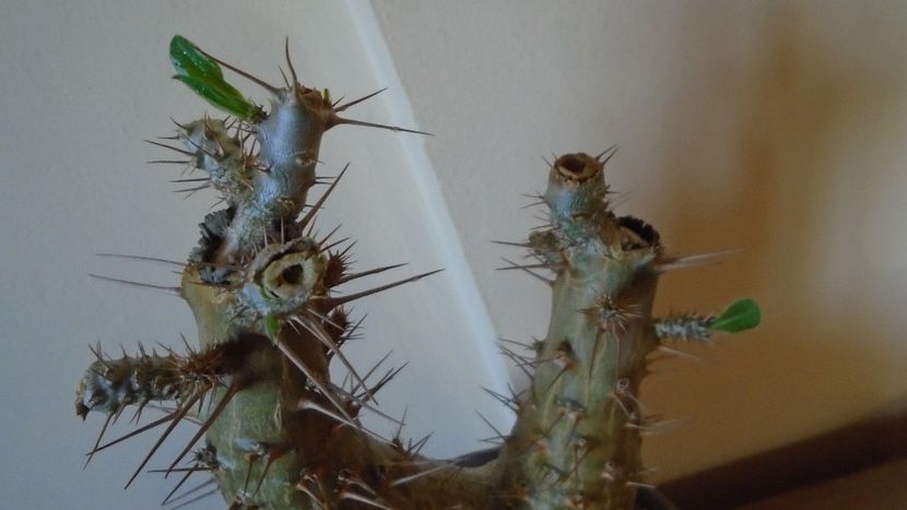 Pachypodium lealii ssp. saundersii, inceput de vegetatie - Caudiciforme - pachycaule si bulboase 2020