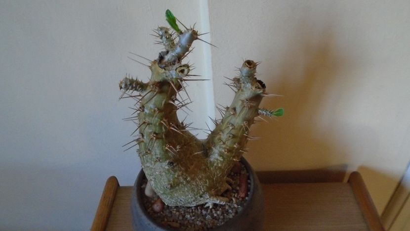 Pachypodium lealii ssp. saundersii, inceput de vegetatie - Caudiciforme - pachycaule si bulboase 2020