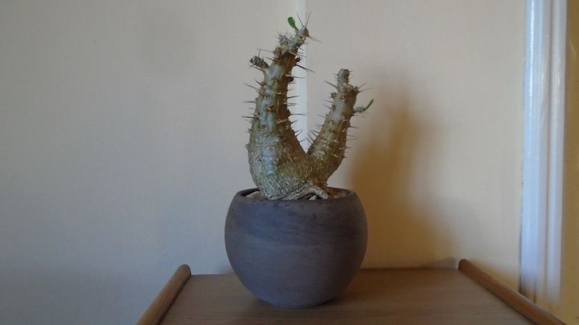 Pachypodium lealii ssp. saundersii, inceput de vegetatie - Caudiciforme - pachycaule si bulboase 2020