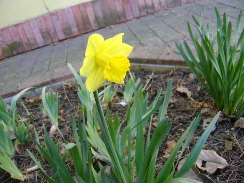 2 mart. 2020: Narcise - Flori in plina iarna
